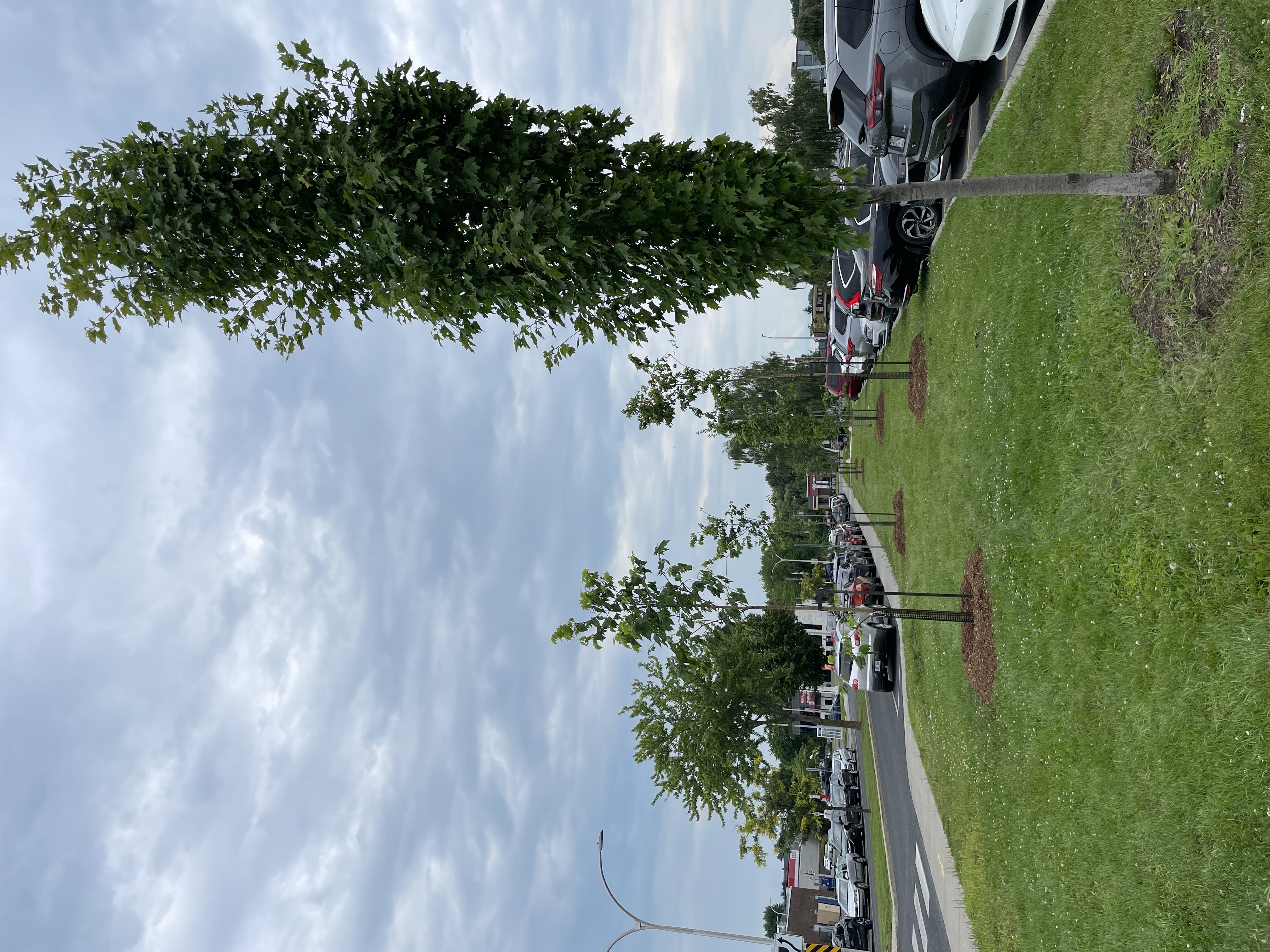 Des arbres ont été plantés sur le terrain de l'Hôpital du Haut-Richelieu