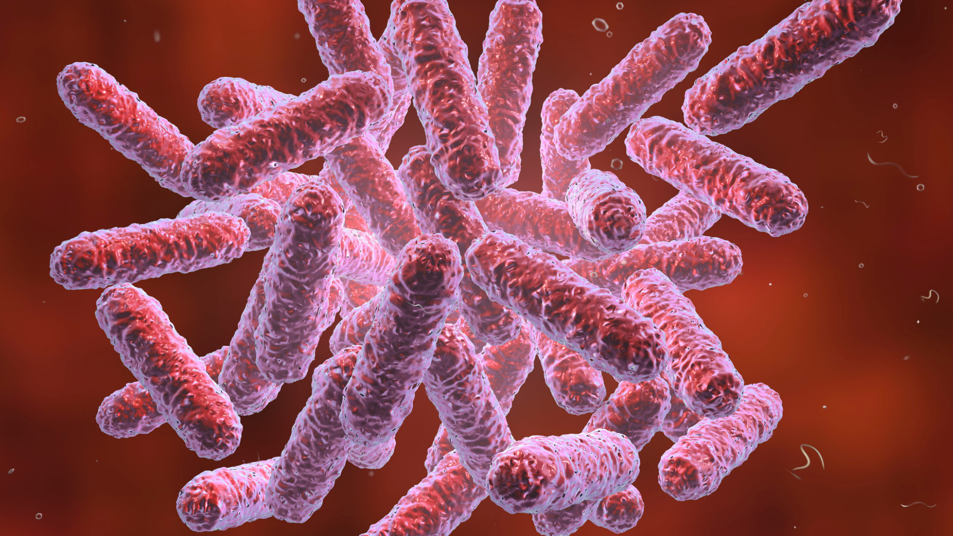 Illustration d'entérobactéries