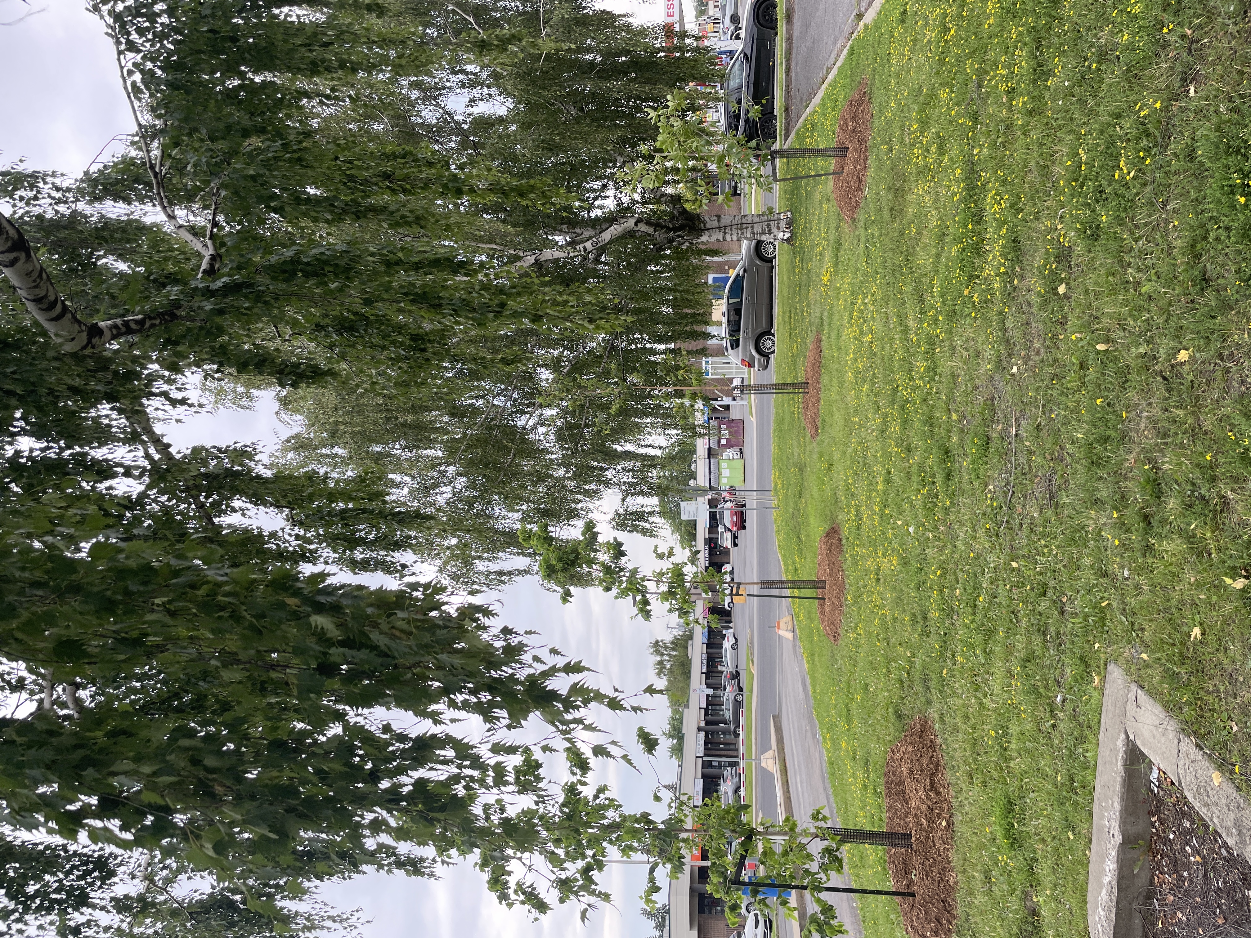 Des arbres ont été plantés sur le terrain de l'Hôpital du Haut-Richelieu